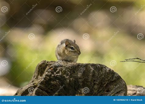 The Eastern Chipmunk Is Rodent Species Living In Eastern North America