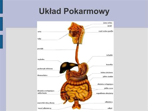 Ppt Uk Ad Pokarmowy Powerpoint Presentation Free Download Id