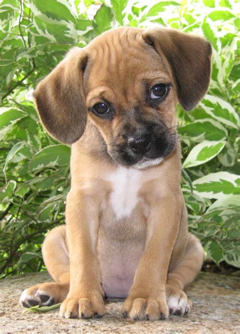 12 Reasons Why You Should Never Own Puggles