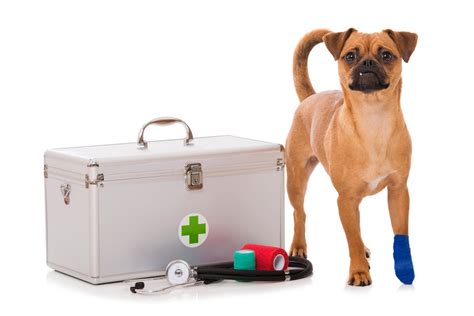 Top 7 Best Dog First Aid Kit Options For Pet Emergencies 2018