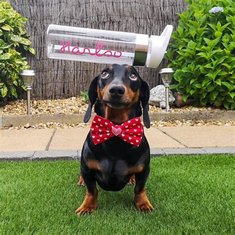 Instagram Famous Dachshund Can Balance Almost Any Object On His Head