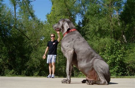 Worlds Biggest Dog Worlds Biggest Dog And His Breed Worlds Biggest