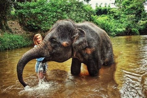They have rescued and relocated more than 700 asian elephants. Kuala Gandah Elephant Sanctuary (Pahang) - 2021 All You ...