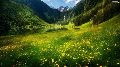 Meadow Flowers Mountains Waterfall Lake For Phone Wallpapers