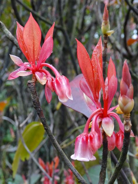 As well as on the big occasions when you need birthday flowers, anniversary flowers or celebration flowers. WEBS OF SIGNIFICANCE: The Chinese New Year flowers hike :)
