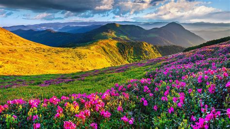 Closeup View Of Purple Flowers Field Slope Mountains Hd Flowers
