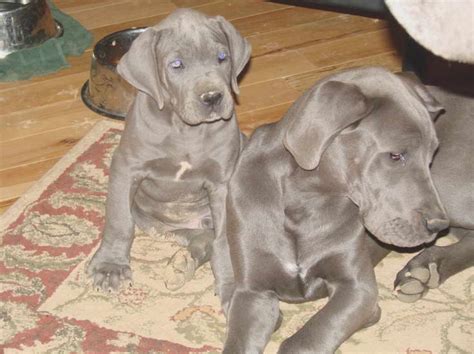 And when you discover the great dane pups on euro puppy, from europe's best breeders, you are going to fall in love right away. Great Dane Rescue Houston | PETSIDI