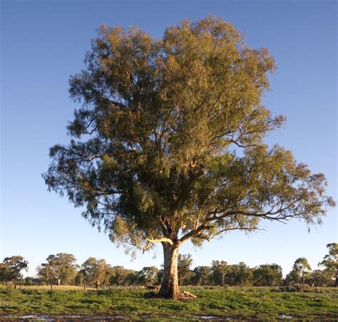 If necessary, place additional soil in the bottom of the planting hole to achieve proper planting height. How Much Do You Know About the Eucalyptus Tree? Check ...