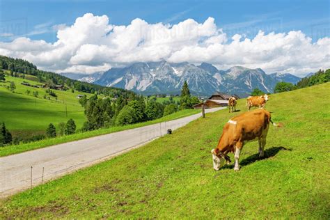 Panoramic View Of Grazing Cattle Mountains And Meadows Near Untertal