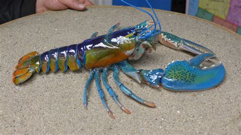 Turquoise Blue Lobster So Pretty Animals And Pets