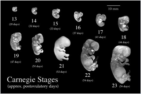 Multi Dimensional Human Embryo Atlas