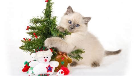 Funny Cats And Small Christmas Tree Wallpaper 10621