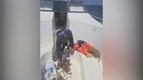 Royal Thai Navy Rescues Cats From Sinking Ship