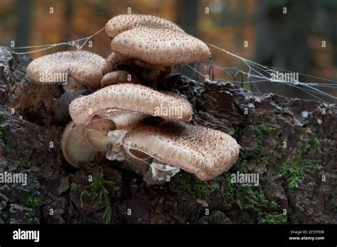 Edible Mushroom Armillaria Ostoyae In The Spruce Forest Known As Dark