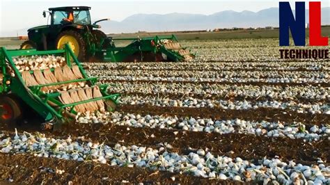 Onion Farming Technology Harvesting And Processing In Factory Youtube