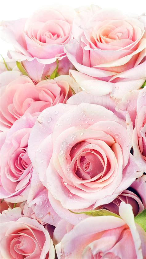 Fresh Pink Roses Flowers Closeup Iphone 5 Wallpaper Hd