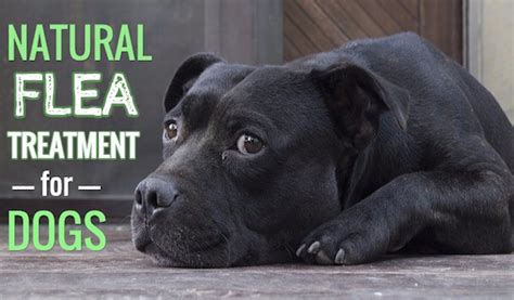 Natural Flea Treatment For Dogs Smart Safe Treatments
