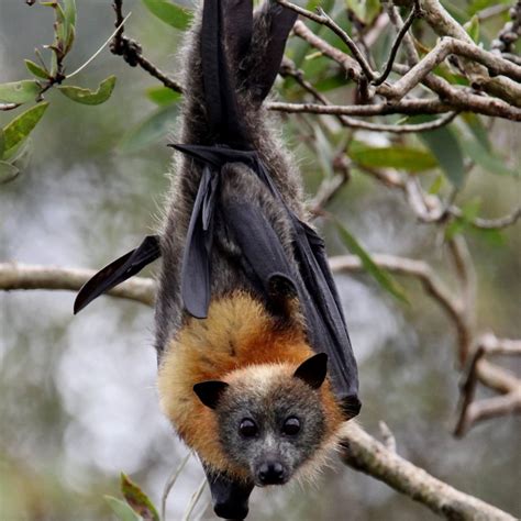 Don T Touch Flying Foxes The Echo