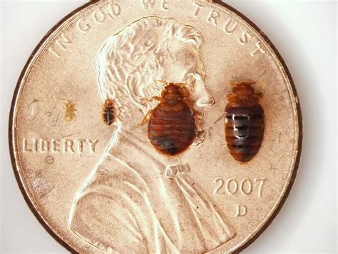 Here You Can See Bedbugs At Different Life Stages In Comparison To A