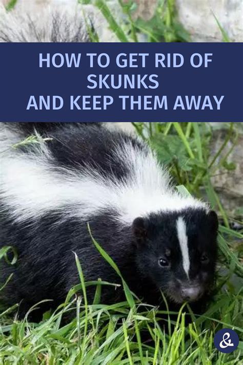 How to Get Rid of Skunks and Keep Them Away | Getting rid of skunks
