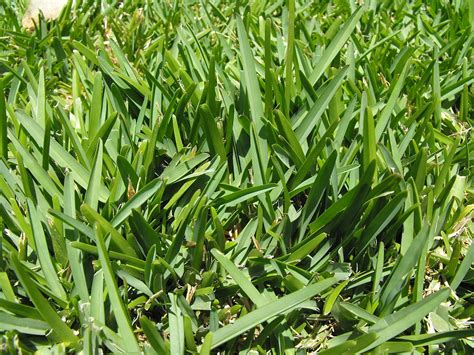 Grass normally gets water from the roots, which are located in the ground. St. Augustine grass - Wikipedia