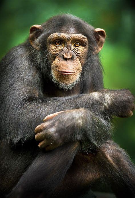 Chimpanzee Just Watched Project Nim There Is No Such Thing As A Happy