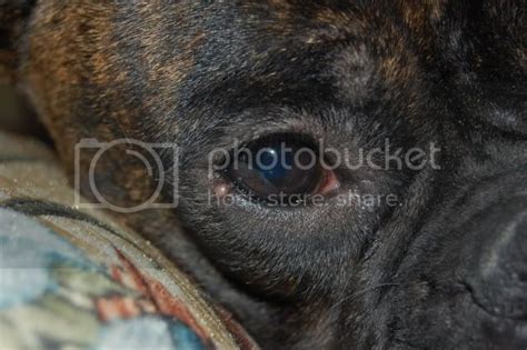 Bump Close To Eye Boxer Forum Boxer Breed Dog Forums