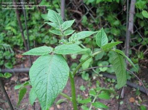 Plant Identification Closed Weed Looks Like Tomato 1