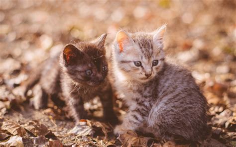 Pictures Of Small Cute Kittens Kitten Katzchen Kittens Cutest Cute