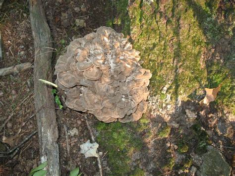 Michigan Edible Mushroom Hen Of The Woods Grifola Frondosa Stuffed