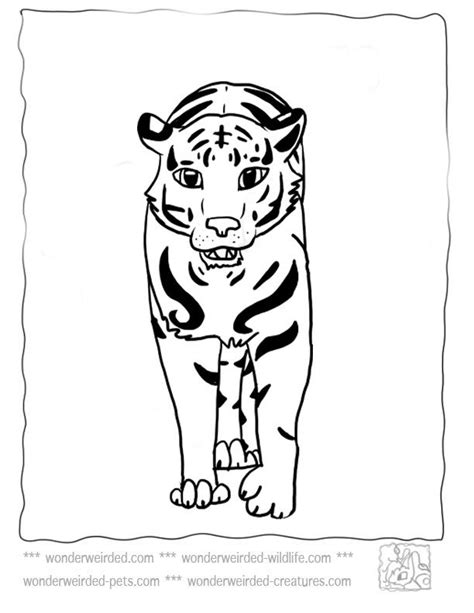 Cute Tiger Coloring Pages Add Some Wild Fun To Your Coloring Time