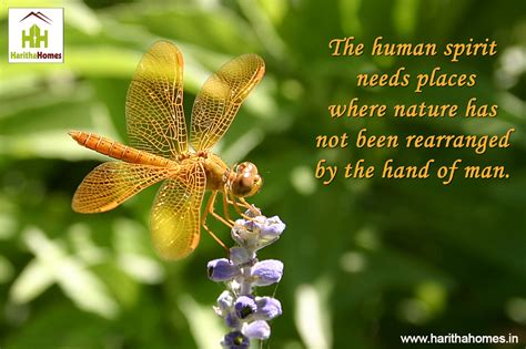The Human Spirit Needs Places Where Nature Has Not Been Rearranged By