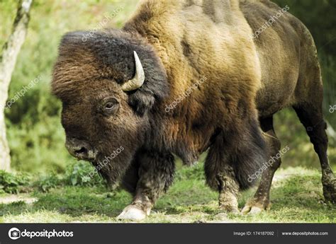 Now $46 (was $̶5̶9̶) on tripadvisor: Fotos: bufalos y bisontes | Bisonte Americano Búfalo ...