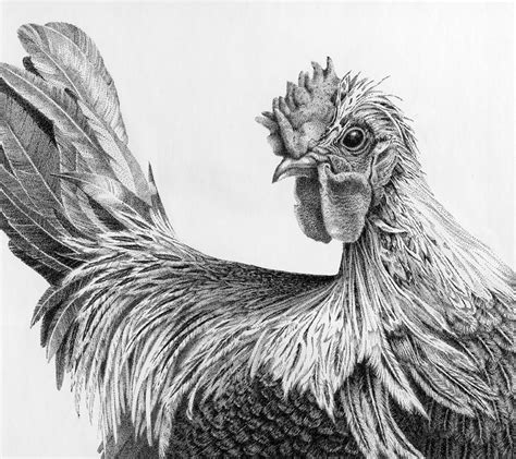 Rooster Printable Black And White Regal Rooster Drawing By Carol
