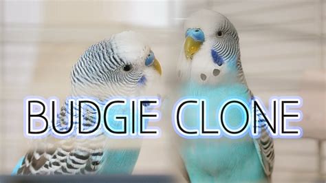 Budgie And His Clone Vlog 5 Cookie And Biscuit Youtube