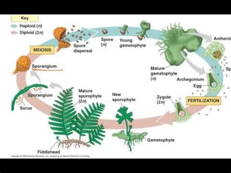 Life cycle of a fern. Fern Life Cycle | Biology plants, Teaching plants, Fern ...