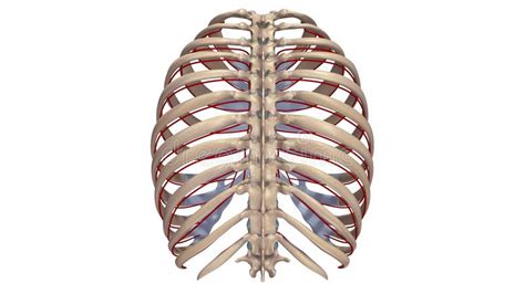 All the twelve ribs articulate posteriorly with the vertebrae of the spine. Ribs With Arteries Posterior View Stock Illustration ...