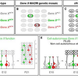 Mosaic Analysis With Double Markers Based Genetic Dissection Of