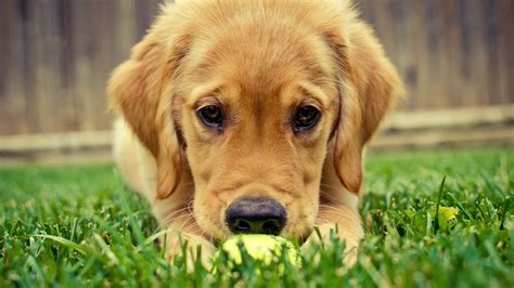 August 9, 2019·high quality wallpaper for mobile·uncategorized·golden retriever. Golden Retriever Wallpapers, Pictures, Images