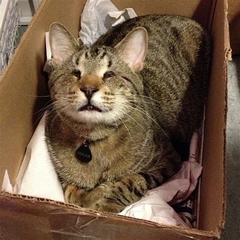Even Oskar The Blind Cat Loves Boxes Cute Cats Cat Love Beautiful Cats