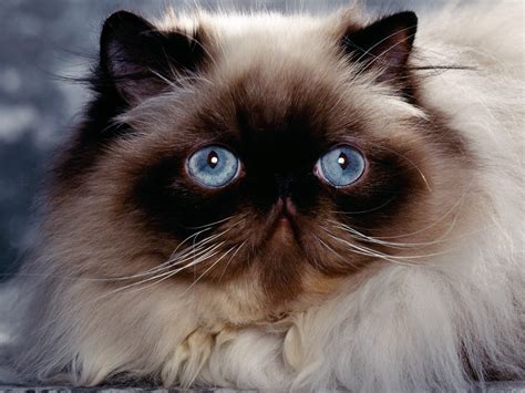 Chocolate, red, blue, lilac, cream, tortoiseshell, tabby, calico and more. 31 Most Beautiful Persian Cat Pictures And Photos