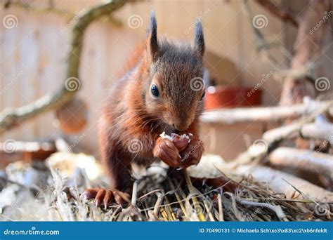 Young Squirrel Eating A Hazelnut Stock Image Image Of Hazelnut