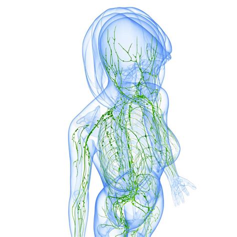 Lymphatic System Of Female Back Side View Stock Illustration