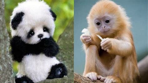 50 Cutest Baby Animals Cute Baby Animal Videos Funny Baby Animals