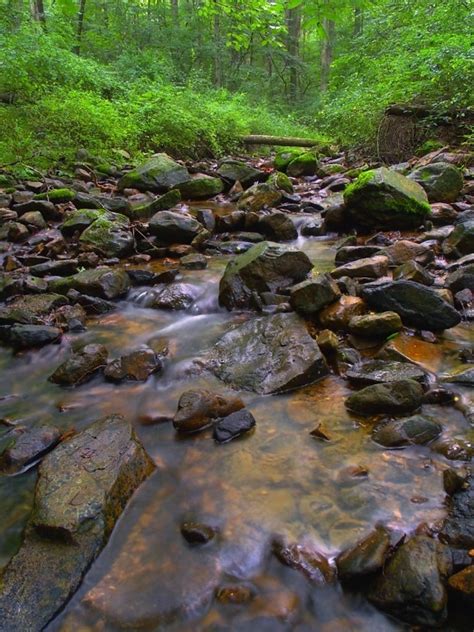 Free Picture Water Forest Moss Ecology River Waterfall Nature