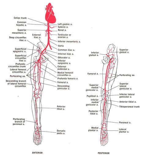 Image Result For Flow Chart Of Arteries Lower Limb