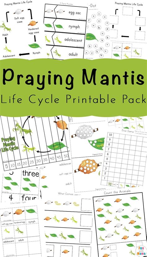 These worksheets are perfect for any teacher, parent, homeschooler or other caregiver who is looking for fun and educational activities to do with their kids. Pin by Fun With Mama - Kids Crafts An on Homeschool in 2021 | Praying mantis life cycle, Cycle ...