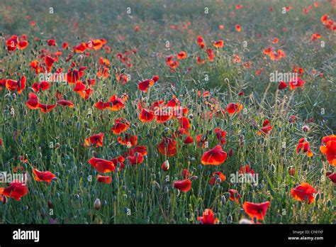 Field Of Red Poppies In Uk Papaver Rhoeas Stock Photo Alamy