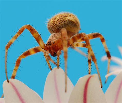 31 Photographs Of Spiders That Will Make Your Skin Crawl Light Stalking