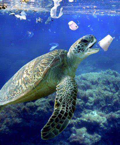 The deep end of the ocean. China-made degradable plastics promise end to ocean ...